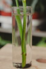 Zdjęcie rosliny doniczkowej Monstera Esqueleto 1, ujęcie 4