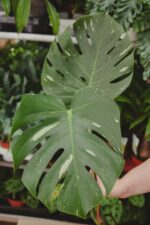 Zdjęcie rosliny doniczkowej Monstera Thai Constellation- sadzonka szczytowa, ujęcie 1