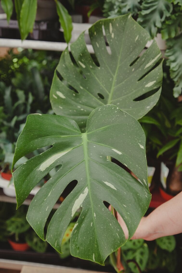 monstera-thai-constellation-sadzonka-szczytowa_1x65-1_1653906951.jpg Zdjęcie rosliny doniczkowej Monstera Thai Constellation- sadzonka szczytowa, ujęcie 1