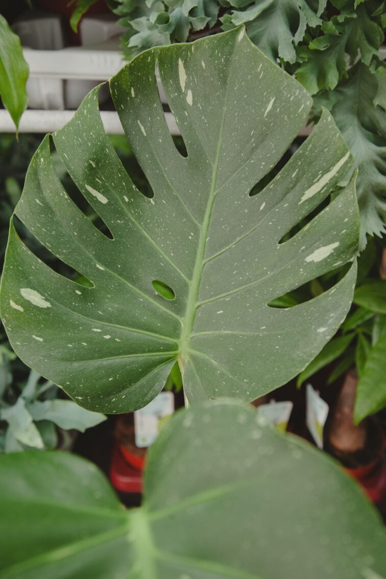 Zdjęcie rosliny doniczkowej Monstera Thai Constellation- sadzonka szczytowa, ujęcie 2