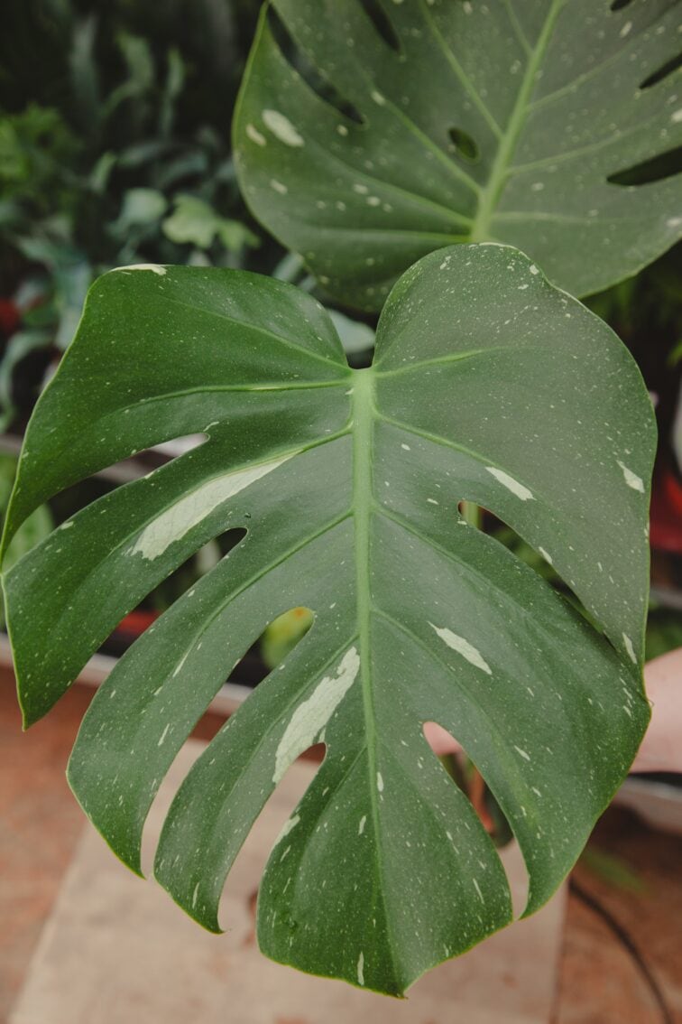Zdjęcie rosliny doniczkowej Monstera Thai Constellation- sadzonka szczytowa, ujęcie 3