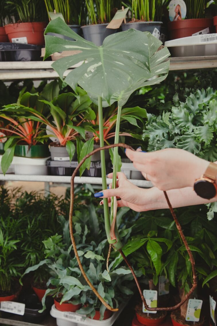 Zdjęcie rosliny doniczkowej Monstera Thai Constellation- sadzonka szczytowa, ujęcie 4