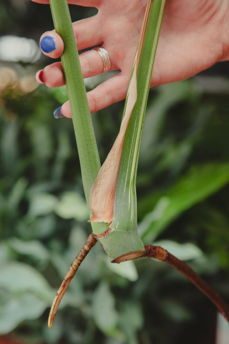 Zdjęcie rosliny doniczkowej Monstera Thai Constellation- sadzonka szczytowa, ujęcie 5