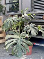 Zdjęcie rosliny doniczkowej Monstera Thai Constellation, ujęcie 1