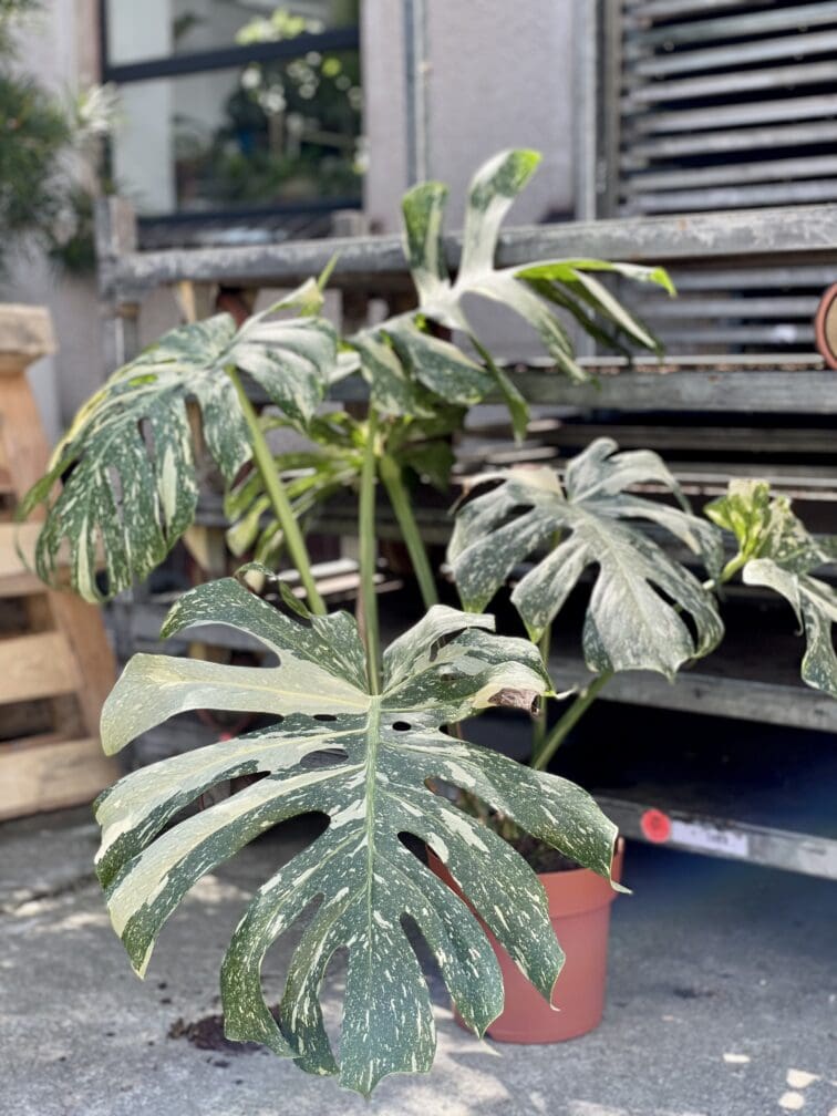 Zdjęcie rosliny doniczkowej Monstera Thai Constellation, ujęcie 1