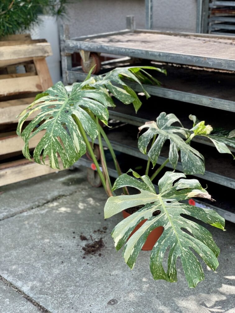 Zdjęcie rosliny doniczkowej Monstera Thai Constellation, ujęcie 3