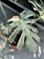 Zdjęcie rosliny doniczkowej Monstera Thai Constellation, ujęcie 4
