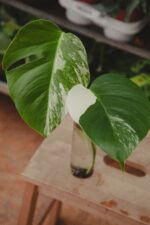 Zdjęcie rosliny doniczkowej Monstera Variegata Sadzonka Szczytowa, ujęcie 1