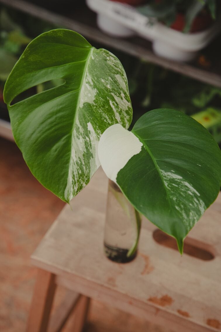 monstera-variegata-sadzonka-szczytowa_1x30-1_1653908154.jpg Zdjęcie rosliny doniczkowej Monstera Variegata Sadzonka Szczytowa, ujęcie 1