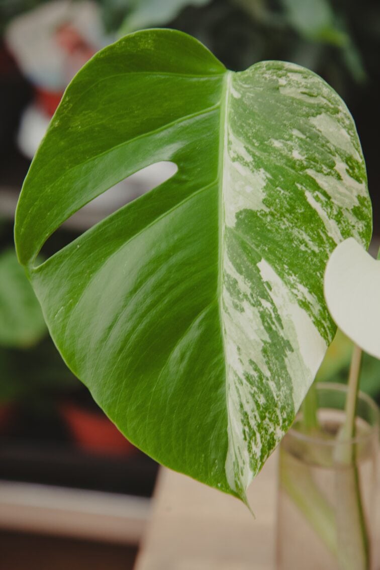 Zdjęcie rosliny doniczkowej Monstera Variegata Sadzonka Szczytowa, ujęcie 2