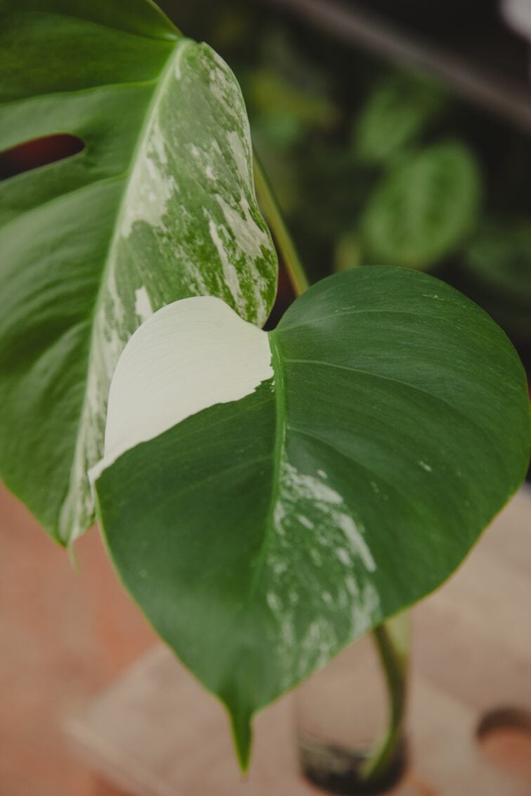 Zdjęcie rosliny doniczkowej Monstera Variegata Sadzonka Szczytowa, ujęcie 3