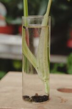 Zdjęcie rosliny doniczkowej Monstera Variegata Sadzonka Szczytowa, ujęcie 4