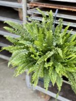 Zdjęcie rosliny doniczkowej Nephrolepis exaltata Green Lady (Nefrolepis wyniosły), ujęcie 1