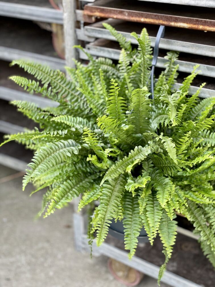 Zdjęcie rosliny doniczkowej Nephrolepis exaltata Green Lady (Nefrolepis wyniosły), ujęcie 1