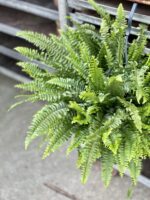 Zdjęcie rosliny doniczkowej Nephrolepis exaltata Green Lady (Nefrolepis wyniosły), ujęcie 2