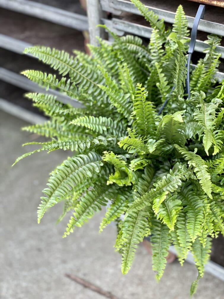 Zdjęcie rosliny doniczkowej Nephrolepis exaltata Green Lady (Nefrolepis wyniosły), ujęcie 2