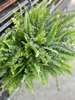 Zdjęcie rosliny doniczkowej Nephrolepis exaltata Green Lady (Nefrolepis wyniosły), ujęcie 3