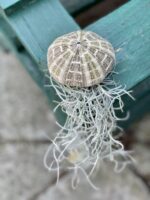 Zdjęcie rosliny doniczkowej Oplątwa w muszelce, ujęcie 1