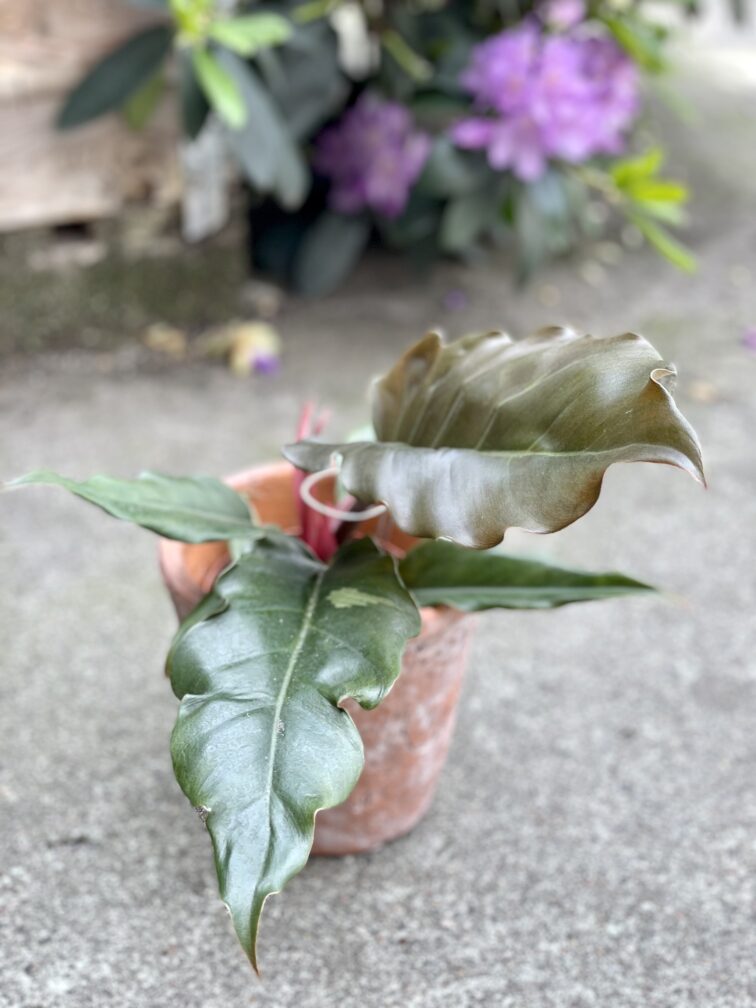 Zdjęcie doniczki lub oslonki: Osłonka Ateny 14 × 16 cm, ujęcie 2