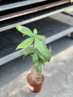 Zdjęcie rosliny doniczkowej Pachira Aquatica (Pachira Wodna), ujęcie 2