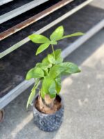 Zdjęcie rosliny doniczkowej Pachira Aquatica (Pachira Wodna), ujęcie 3