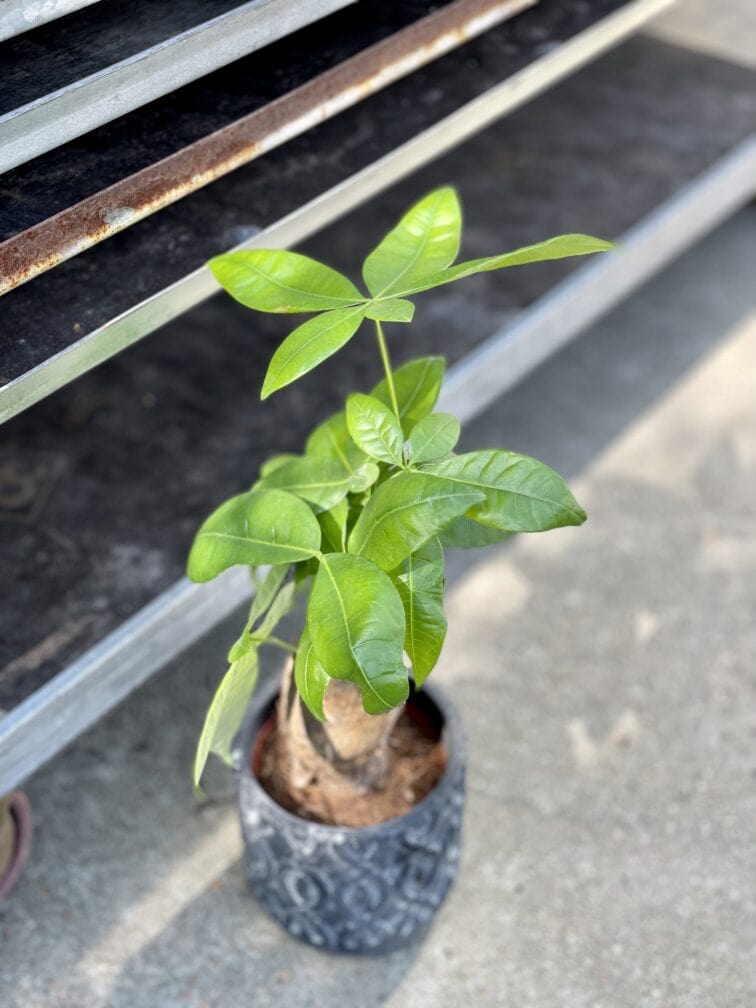 Zdjęcie rosliny doniczkowej Pachira Aquatica (Pachira Wodna), ujęcie 3