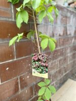 Zdjęcie rosliny doniczkowej Parthenocissus quinquefolia Troki (Winobluszcz pięciolistkowy), ujęcie 1