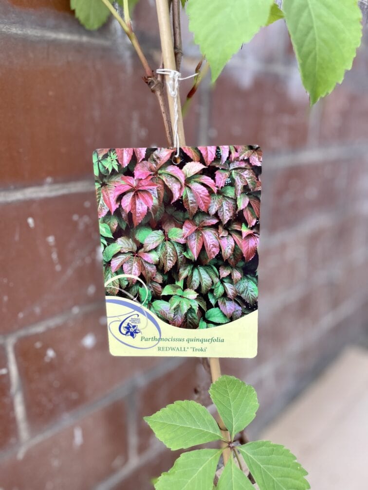 Zdjęcie rosliny doniczkowej Parthenocissus quinquefolia Troki (Winobluszcz pięciolistkowy), ujęcie 2