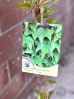 Zdjęcie rosliny doniczkowej Parthenocissus tricuspidata Veitchii (Winobluszcz trójklapowy), ujęcie 1