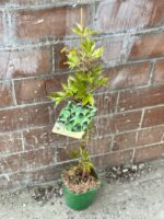 Zdjęcie rosliny doniczkowej Parthenocissus tricuspidata Veitchii (Winobluszcz trójklapowy), ujęcie 2