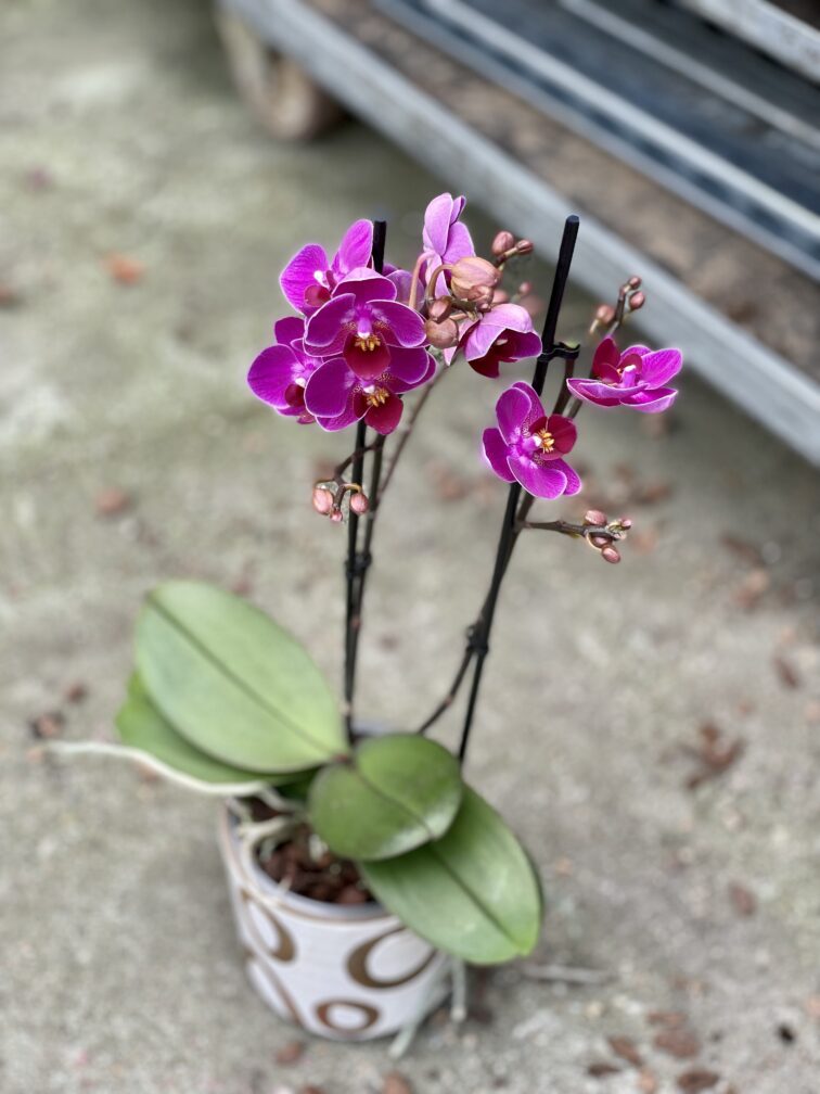 Zdjęcie rosliny doniczkowej Phalaenopsis Catalina, ujęcie 1