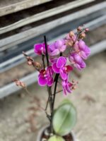 Zdjęcie rosliny doniczkowej Phalaenopsis Catalina, ujęcie 2