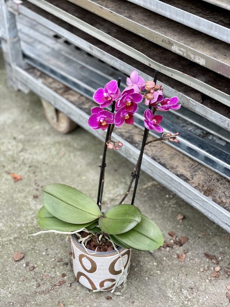 Zdjęcie rosliny doniczkowej Phalaenopsis Catalina, ujęcie 3