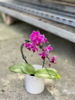 Zdjęcie rosliny doniczkowej Phalaenopsis Catalina, ujęcie 1