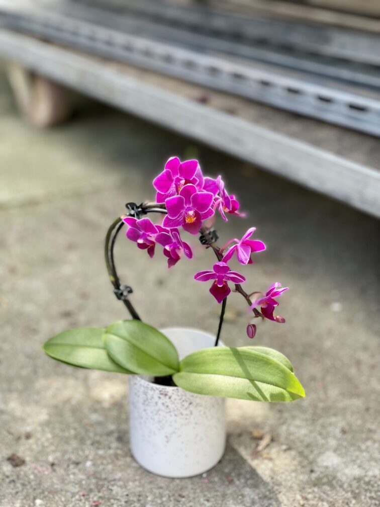Zdjęcie rosliny doniczkowej Phalaenopsis Catalina, ujęcie 1
