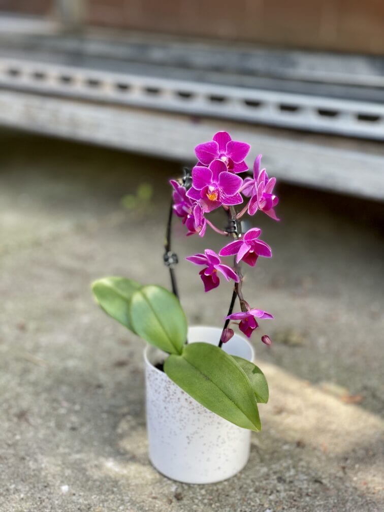 Zdjęcie rosliny doniczkowej Phalaenopsis Catalina, ujęcie 3