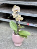 Zdjęcie rosliny doniczkowej Phalaenopsis Niagara Fall (Storczyk), ujęcie 1