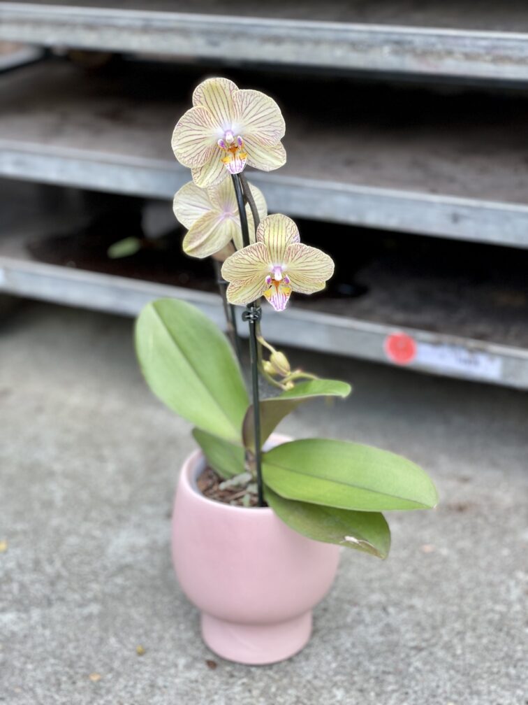 Zdjęcie rosliny doniczkowej Phalaenopsis Niagara Fall (Storczyk), ujęcie 1