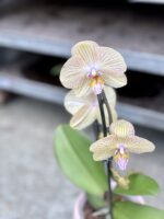 Zdjęcie rosliny doniczkowej Phalaenopsis Niagara Fall (Storczyk), ujęcie 2