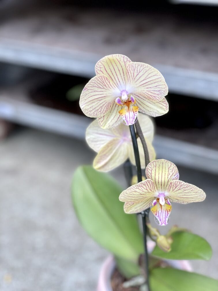 Zdjęcie rosliny doniczkowej Phalaenopsis Niagara Fall (Storczyk), ujęcie 2