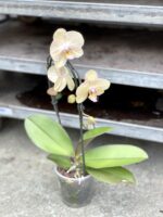 Zdjęcie rosliny doniczkowej Phalaenopsis Niagara Fall (Storczyk), ujęcie 3