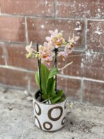 Zdjęcie rosliny doniczkowej Phalaenopsis Tiny Melissa, ujęcie 1