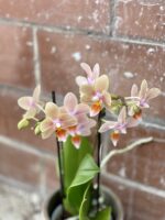 Zdjęcie rosliny doniczkowej Phalaenopsis Tiny Melissa, ujęcie 2