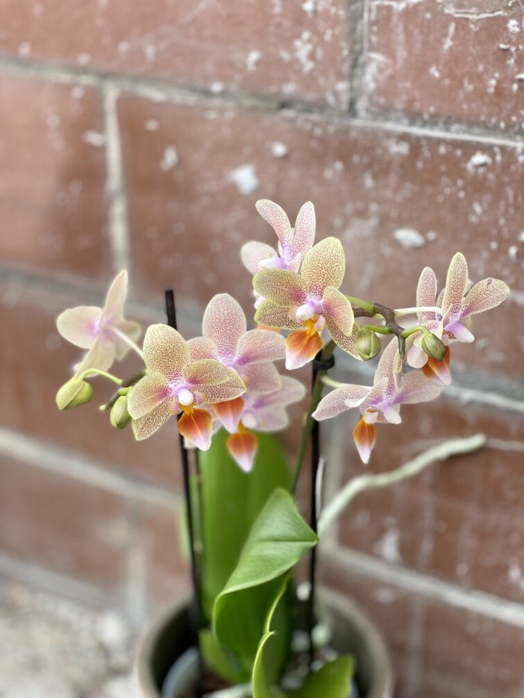 Zdjęcie rosliny doniczkowej Phalaenopsis Tiny Melissa, ujęcie 2