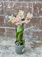 Zdjęcie rosliny doniczkowej Phalaenopsis Tiny Melissa, ujęcie 3