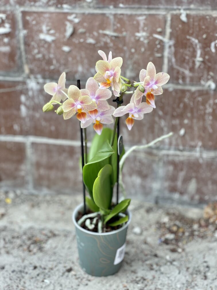 Zdjęcie rosliny doniczkowej Phalaenopsis Tiny Melissa, ujęcie 3