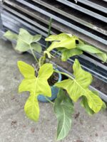 Zdjęcie rosliny doniczkowej Philodendron bipennifolium aurea Yellow Violin, ujęcie 1