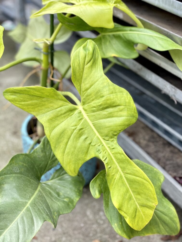 Zdjęcie rosliny doniczkowej Philodendron bipennifolium aurea Yellow Violin, ujęcie 2