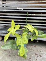 Zdjęcie rosliny doniczkowej Philodendron bipennifolium aurea Yellow Violin, ujęcie 3