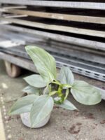 Zdjęcie rosliny doniczkowej Philodendron Hastatum, ujęcie 1